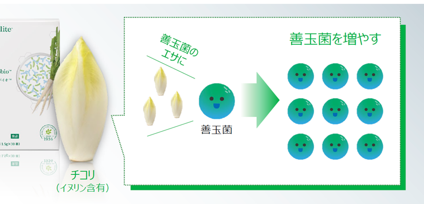 善玉菌のエサ「イヌリン」を配合