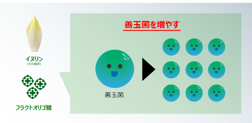 イヌリンとフラクトオリゴ糖を配合