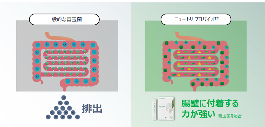 腸内にとどまり定着する善玉菌